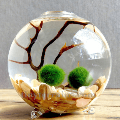 Desktop Moss Terrarium