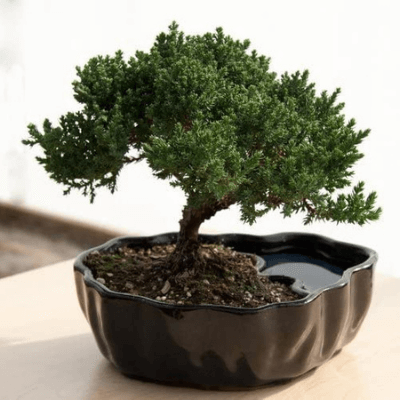 Desktop Mini Bonsai